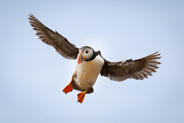 Atlantic Puffin from Skomer Island flying. Pembrokeshire, Wales.