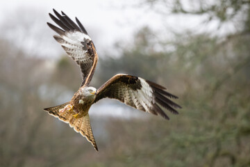 Red Kite bird of prey close up in flight 