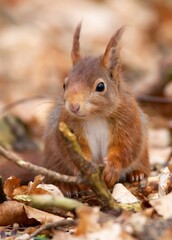 Naklejka na ściany i meble Red Squirrel foraging the ground in a woodlands, during autumn.