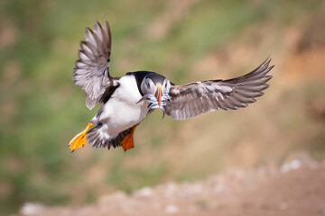 Atlantic Puffin with Sand Eels flying into land on Skomer Island, Pembrokeshire, Wales..