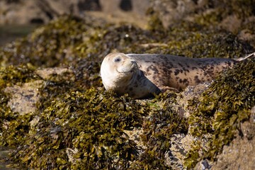 Atlantic Grey Seal on seaweed covered rocks, on Skomer Island Pembrokeshire Wales