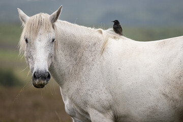 Grey New Forest pony with a starling hitching a ride on its back. The New Forest National Park, Hampshire, UK