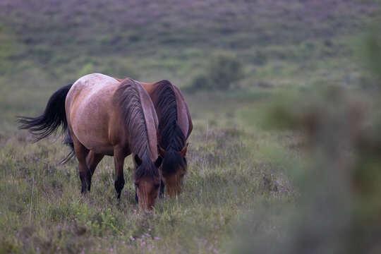 Two New Forest ponies grazing side by side in the New Forest National Park, Hampshire, UK