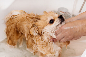 Pomeranian takes a shower and washes up. The spitz stands submissively under the pressure of the water. The dog is bathed