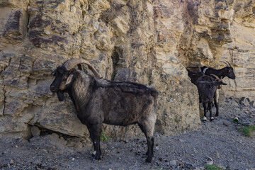 Fototapeta premium goats on the rocks in north ossetia