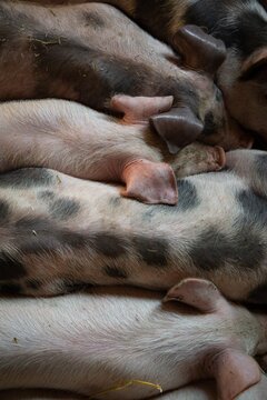 Ariel image of a row of different  pigs sleeping, pink pigs, spotted pigs.