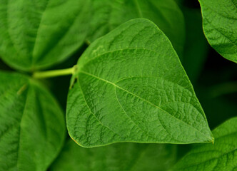 Lush green and healthy beanstalk leaves in the rain