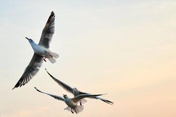 seagull in flight