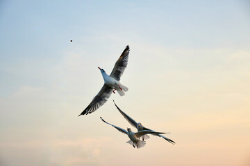 seagull in flight