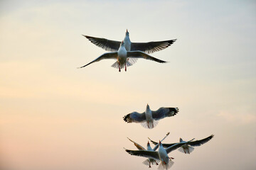 flying in the sky