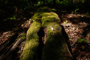 Musgo em natureza Amazônica