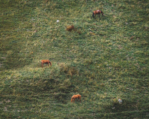 Horses Graze On The Mountainside