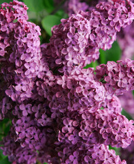 Purple lilac flowers. nature background.