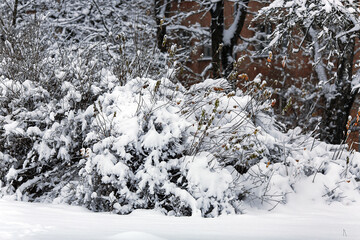 A layer of snow on the branches of bare trees in city park in Riga, Latvia. Cold winter weather.