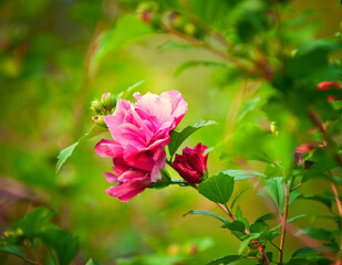 Obraz premium Rose flower blooming on background blurry roses flower in roses garden. Nature.