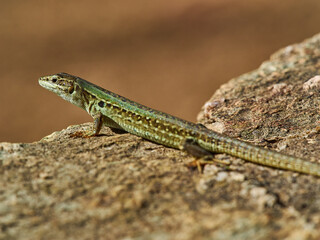 small green lizard crawling on the floor