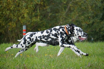 Dalmatian runs