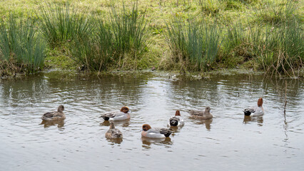 Widgeon on river, UK. Anas penelope.