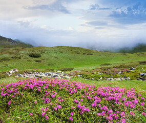 Obraz premium Pink rhododendron flowers on summer mountainside (Ukraine, Carpathian Mountains)