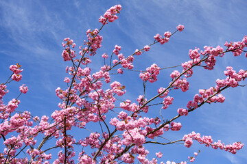 Junge wunderschöne Kirschblüte im Frühling bei strahlendem Sonnenschein