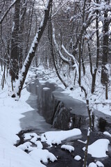 winter in the forest