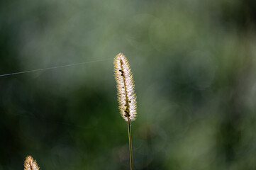 A blade of grass in the sunlight