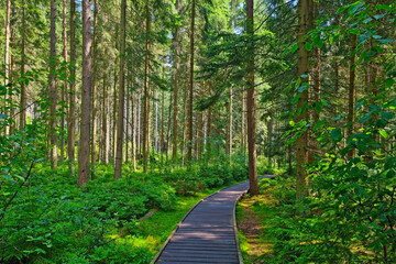 Beautiful hiking trail in the forest. Mountain forest, hiking. Outdoor recreation, activity. Forest...