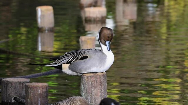 公園の池の杭の上で休むオナガカモ