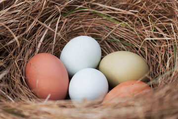 close up with five fresh eggs in the nest of dry grass 