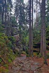 View of the forest trail scene. Mystical forest.