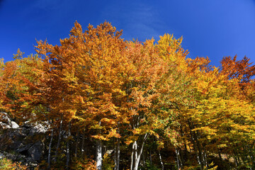 Alberi in autunno © Stefano