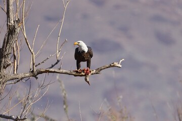 american bald eagle eating a duck