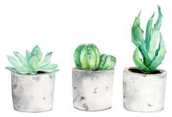 Succulents in gray pots, cactuses in concrete pots, watercolor illustration, botanical clipart, 600 dpi PNG, transparent background, graphic resources  