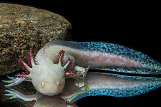 Albino-Axolotl im Aquarium