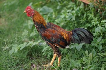 Colorful feathered rooster walking on grass