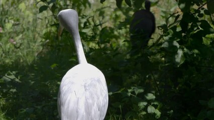 Blue Crane Stanley heavenly belladonna in the Moscow Zoo.