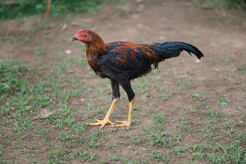 Young roosters walk on grassy ground