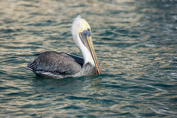 Pelicans around Cabo San Lucas