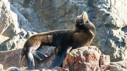 Obraz premium California Sea Lion around Cabo San Lucas