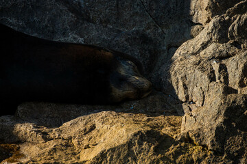 Fototapeta premium California Sea Lion around Cabo San Lucas