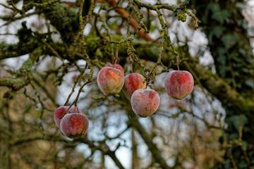 Pommes sous le gel - France