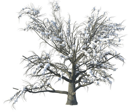 tree albero neve natale 