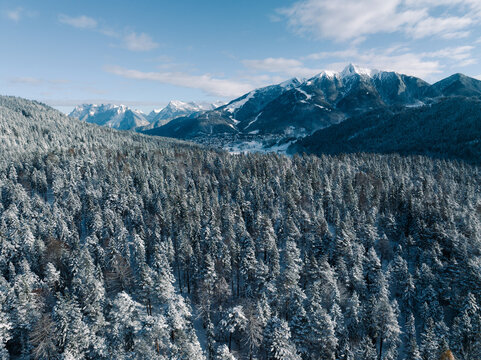 Snow Covered Trees in Tyrol in the Austrian Alps