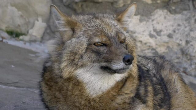 Golden jackal in nature tracks down prey.