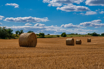 Fototapeta premium Rolls haystacks straw on field, harvesting wheat. Rural field with bales of hay. Landscape