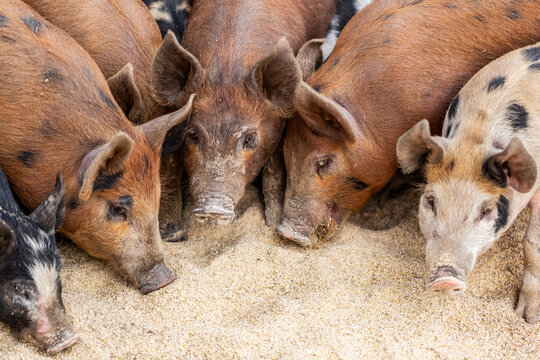 Pigs on a farm feeding on the ground; Armstrong, British Columbia, Canada