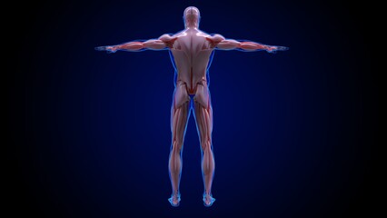 Fototapeta premium muscular system is an organ system responsible for providing strength 3D
