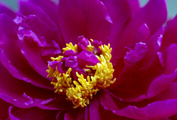 Detail of a bright pink peony (Paeonia); Surrey, British Columbia, Canada