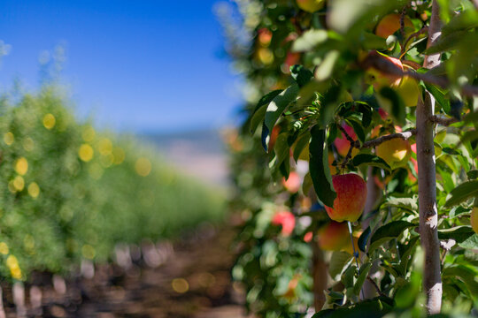 Apples, Malus domestica, growing in an orchard with blurred, blue sky,  Summerland, BC, Canada
