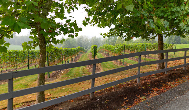 Looking through a post and rail fence and the trees down the rows of harvested grapevines in a vineyard in Northern Vancouver on an overcast day in early autumn; British Columbia, Canada